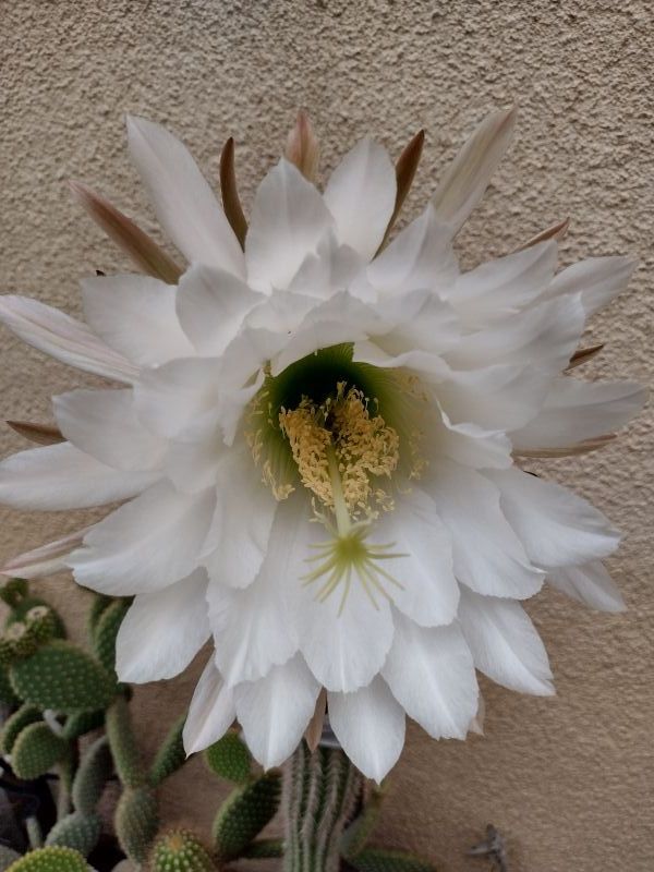 A photo of Echinopsis spachiana