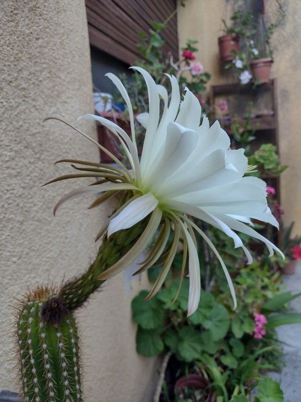 A photo of Echinopsis spachiana