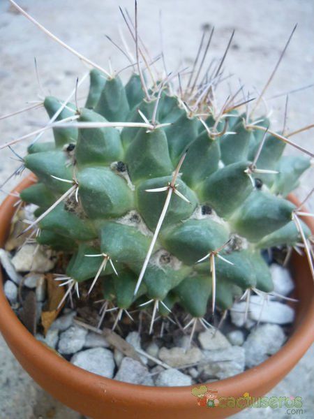 A photo of Mammillaria magnimamma