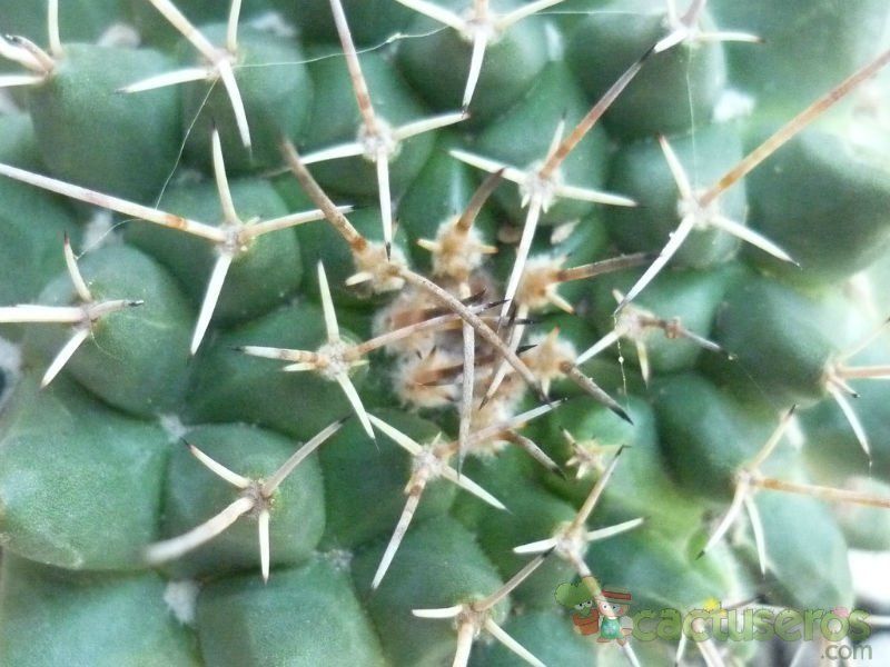 A photo of Mammillaria magnimamma