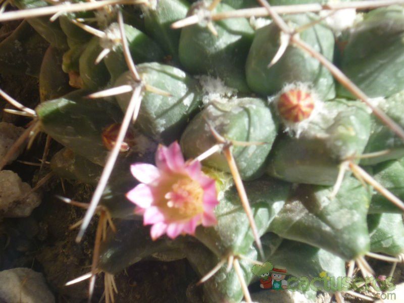A photo of Mammillaria magnimamma