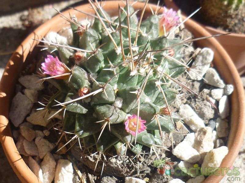 A photo of Mammillaria magnimamma