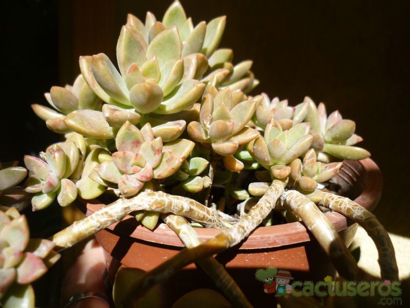 Una foto de Graptosedum cv. Bronze (Graptopetalum paraguayense x Sedum stahlii) (Hibrido)