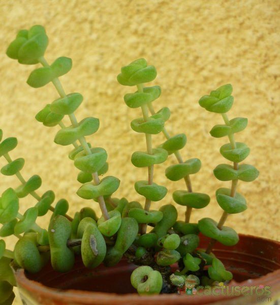 A photo of Crassula rupestris ssp. marnieriana