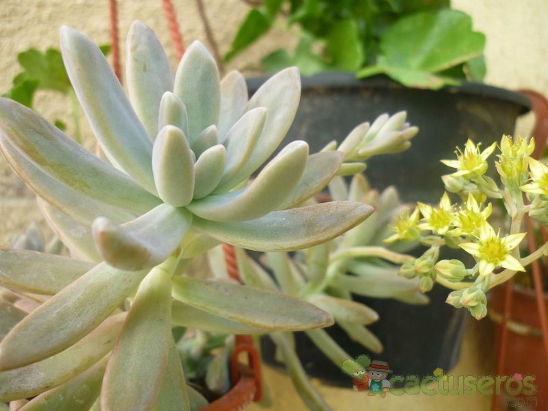 A photo of Graptosedum cv. Francesco Baldi