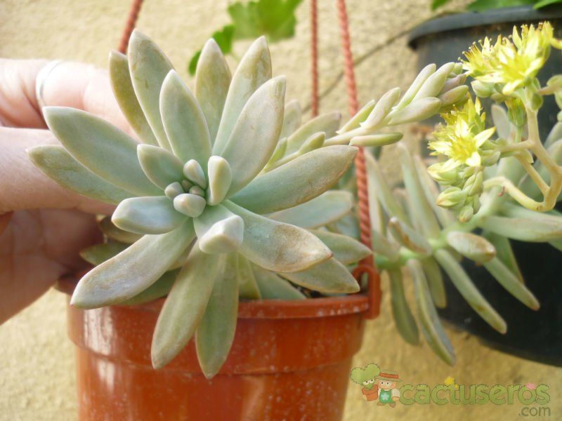 A photo of Graptosedum cv. Francesco Baldi