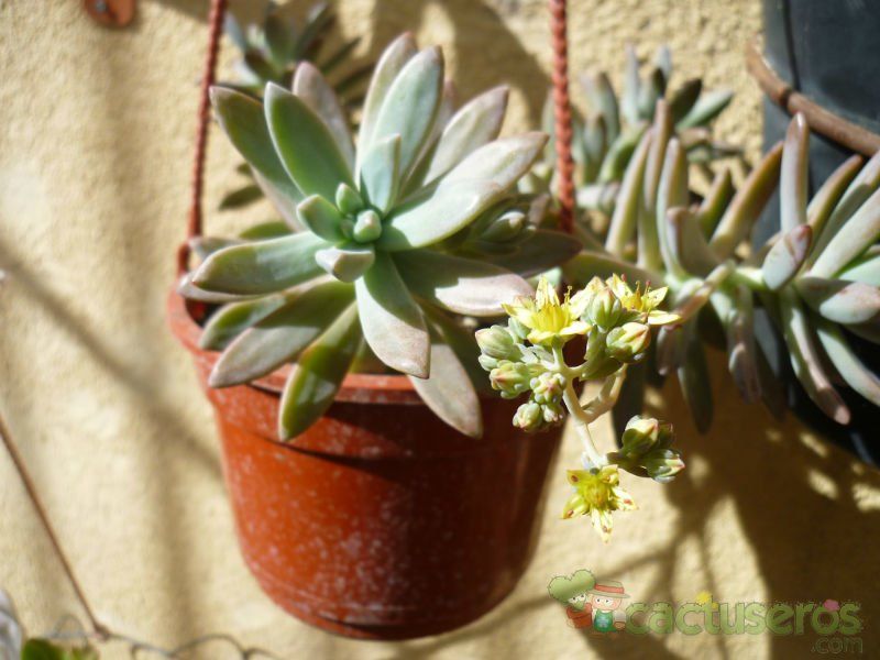 A photo of Graptosedum cv. Francesco Baldi