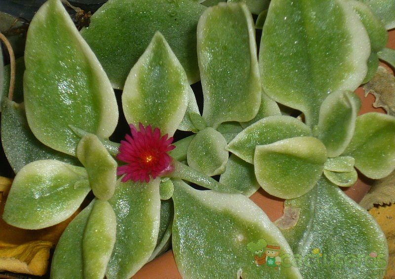 Una foto de Mesembryanthemum cordifolium fma. variegada