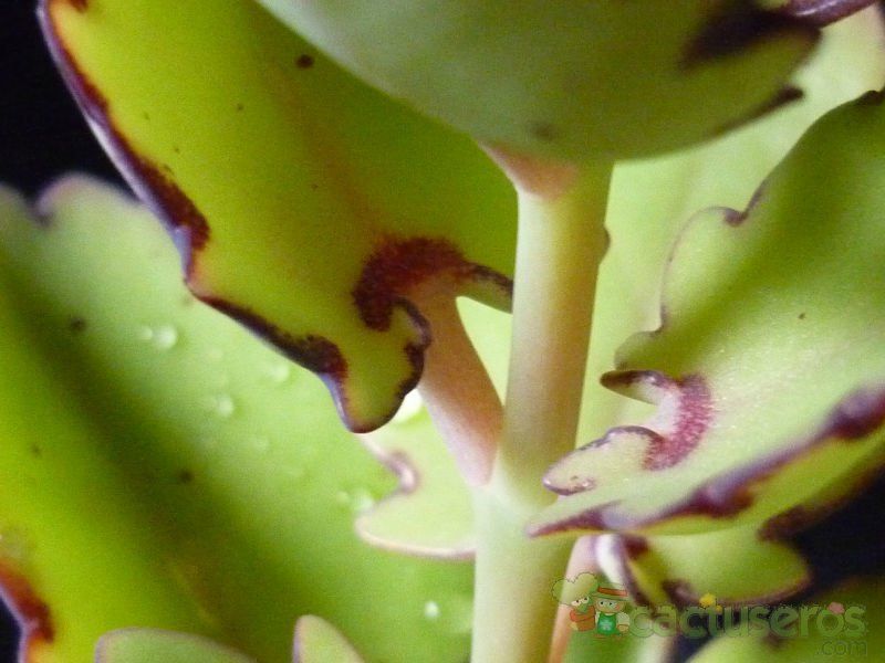 A photo of Kalanchoe laxiflora