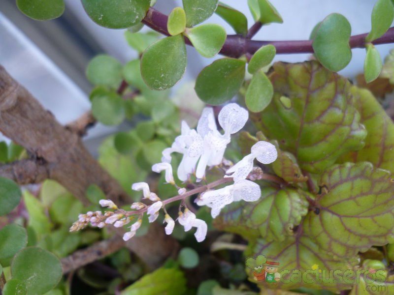 A photo of Plectranthus verticillatus
