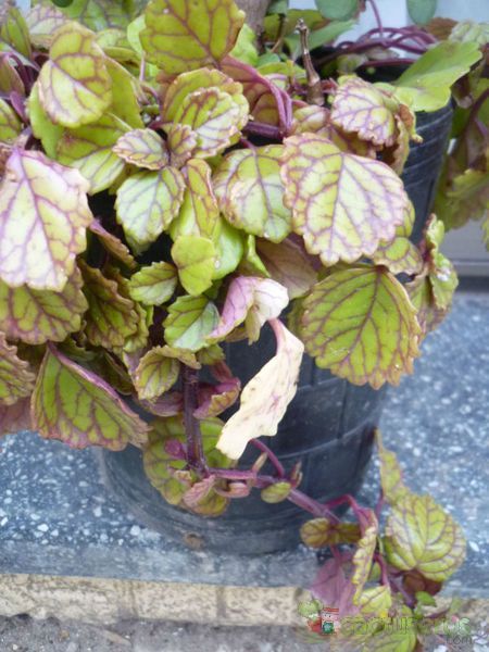 A photo of Plectranthus verticillatus