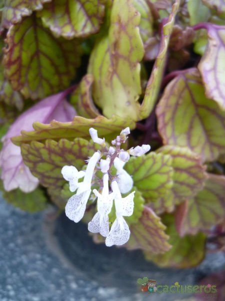 A photo of Plectranthus verticillatus
