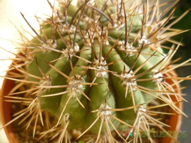 Una foto de Echinopsis leucantha