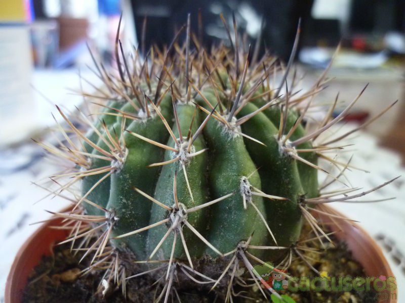 Una foto de Echinopsis leucantha