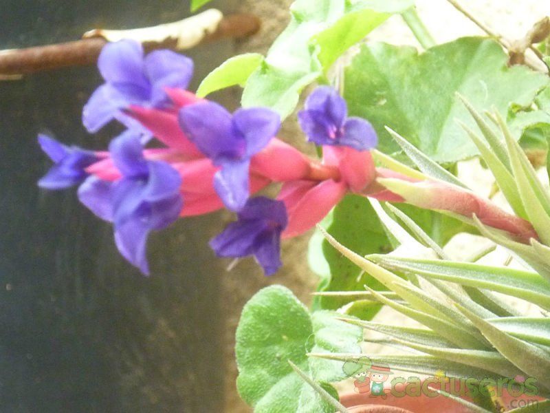 A photo of Tillandsia aeranthos  