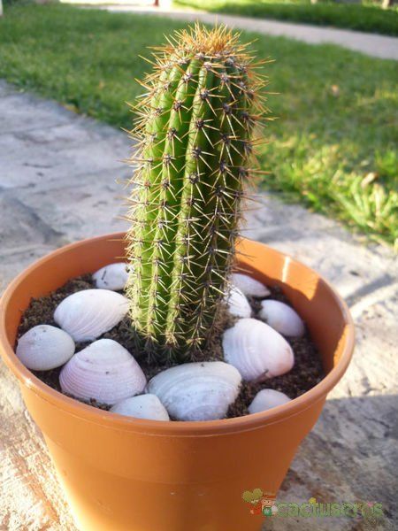 A photo of Echinopsis spachiana