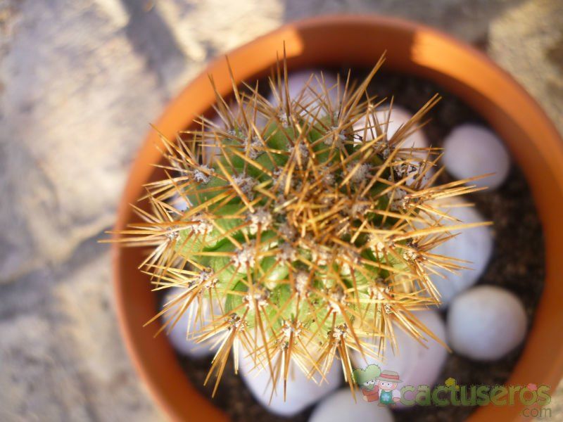 A photo of Echinopsis spachiana