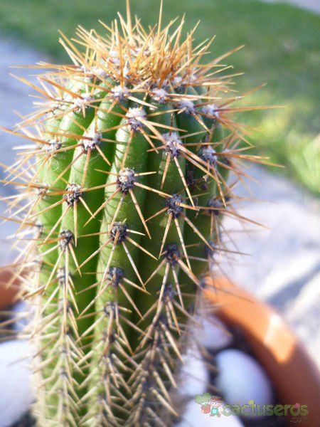 A photo of Echinopsis spachiana