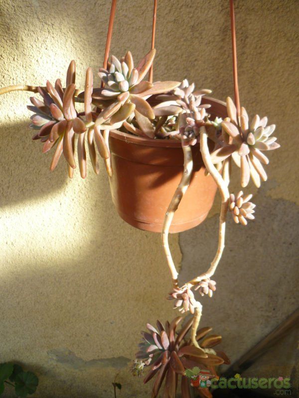 A photo of Graptosedum cv. Francesco Baldi