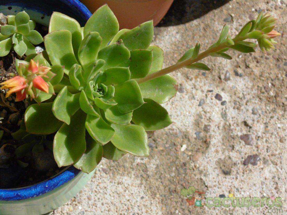 A photo of Echeveria stolonifera