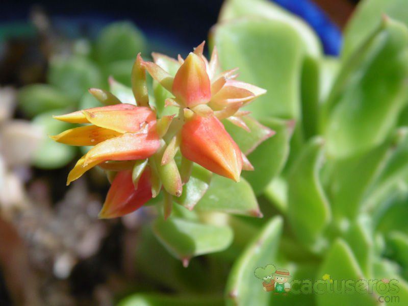 A photo of Echeveria stolonifera