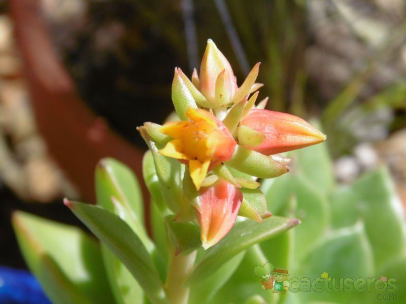 A photo of Echeveria stolonifera