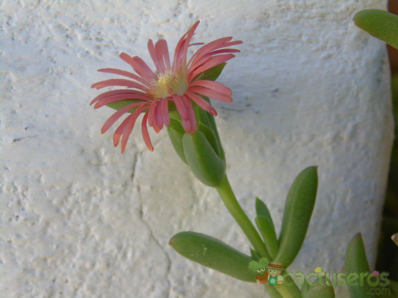 A photo of Delosperma robustum  
