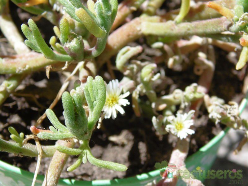 Una foto de Mesembryanthemum nodiflorum  