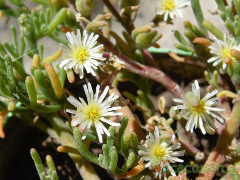 Una foto de Mesembryanthemum nodiflorum  