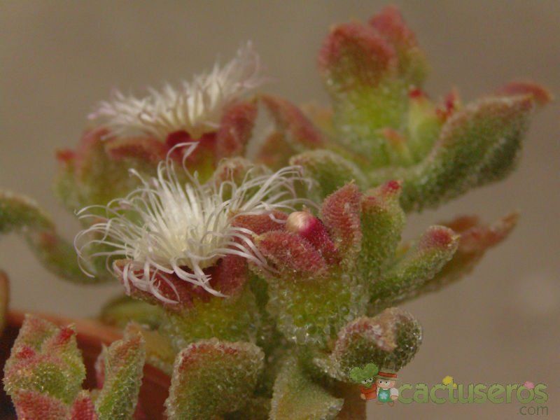 A photo of Mesembryanthemum crystallinum