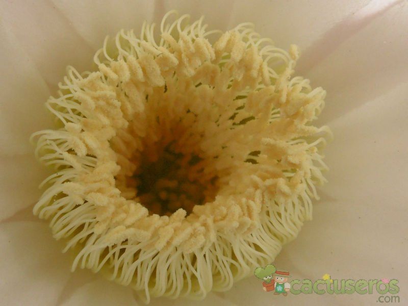 A photo of Echinopsis leucantha