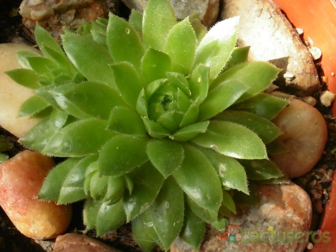 Una foto de Sempervivum dolomiticum