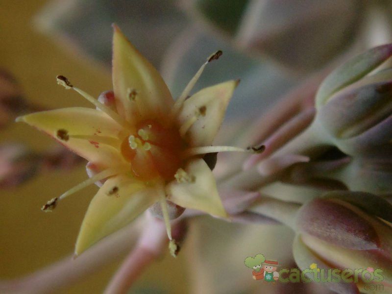 A photo of Graptoveria Douglas Huth (Graptopetalum paraguayense x Echeveria sp.) (HIBRIDO)