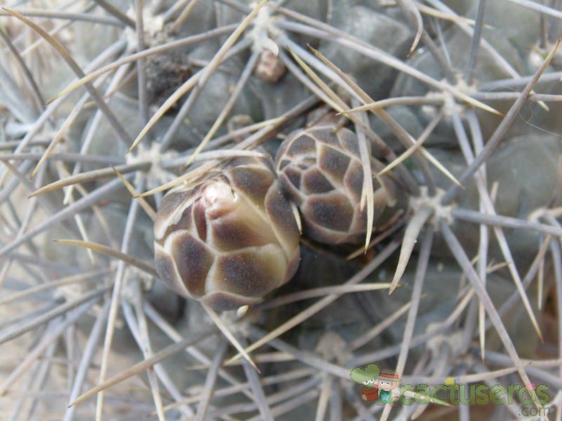 Una foto de Gymnocalycium gibbosum