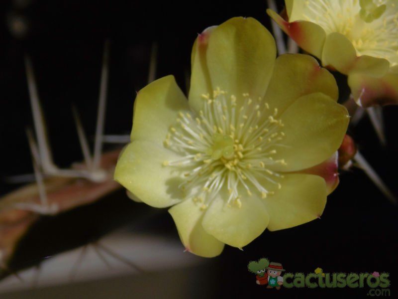 Una foto de Opuntia aurantiaca
