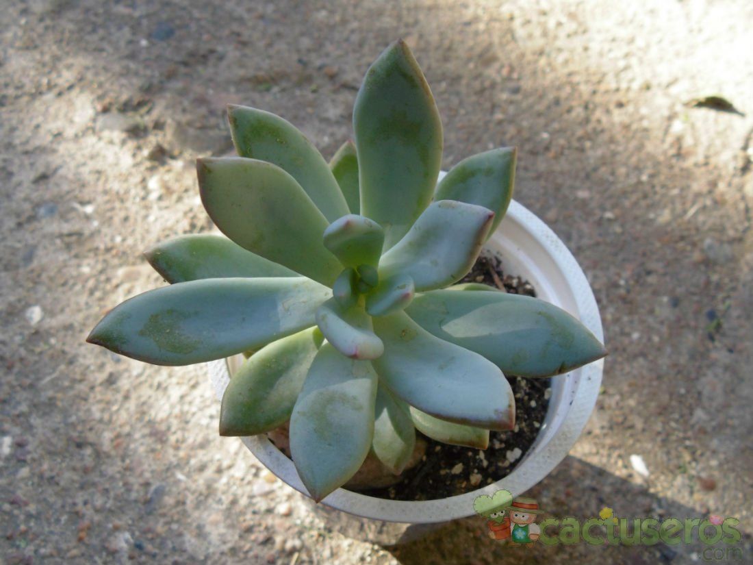 Una foto de Pachyveria exotica