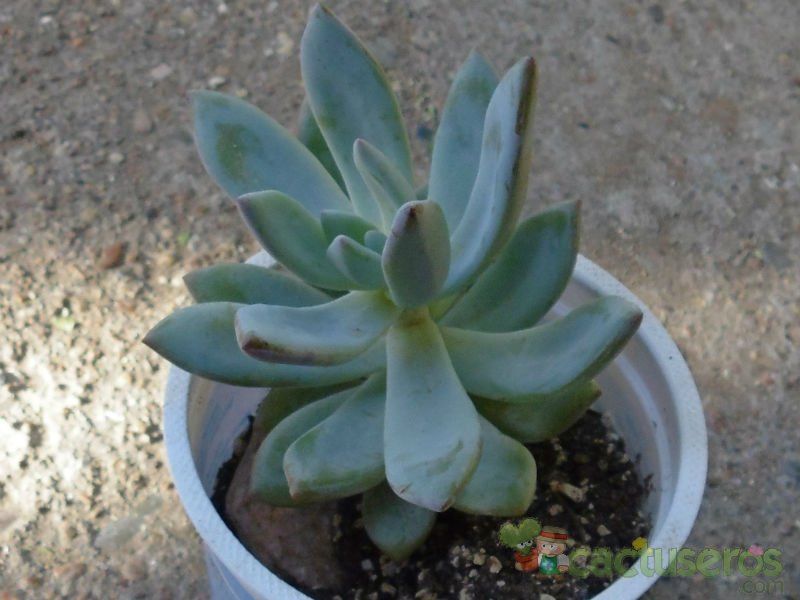 Una foto de Pachyveria exotica