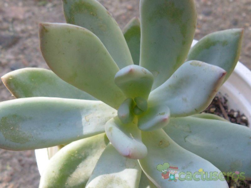 Una foto de Pachyveria exotica