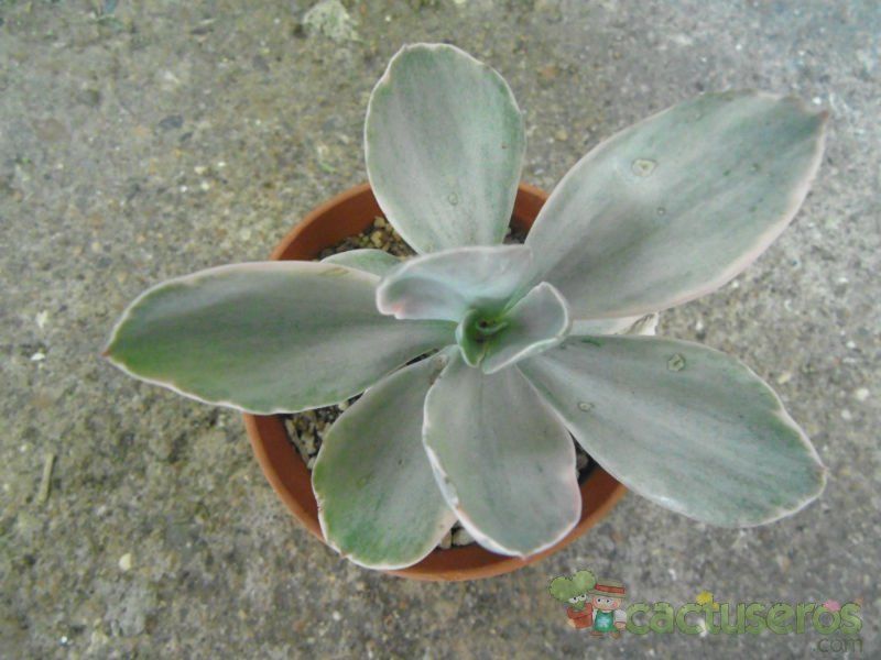 A photo of Echeveria cv. Decora