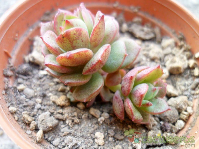 A photo of Echeveria Victor (E. multicaulis x E. derenbergii) (HIBRIDO)