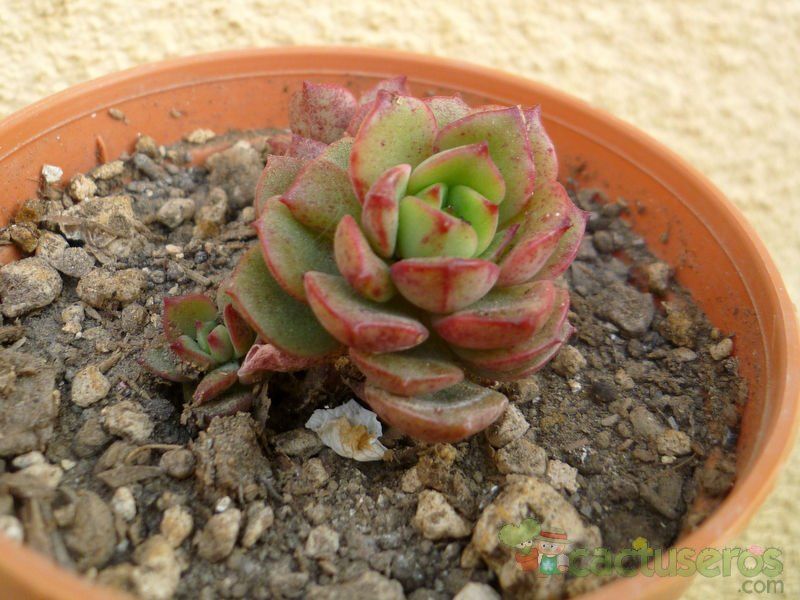 A photo of Echeveria Victor (E. multicaulis x E. derenbergii) (HIBRIDO)