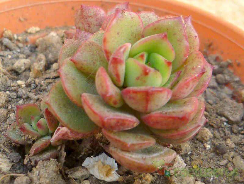 A photo of Echeveria Victor (E. multicaulis x E. derenbergii) (HIBRIDO)