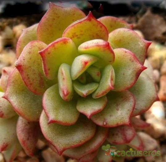 A photo of Echeveria Victor (E. multicaulis x E. derenbergii) (HIBRIDO)