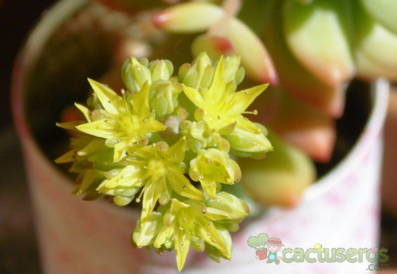 Una foto de Sedum Wayra (Sedum cuspidatum x Sedum pachyphyllum) (HIBRIDO)