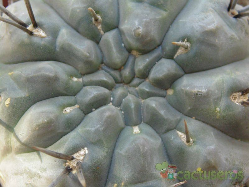 Una foto de Gymnocalycium striglianum