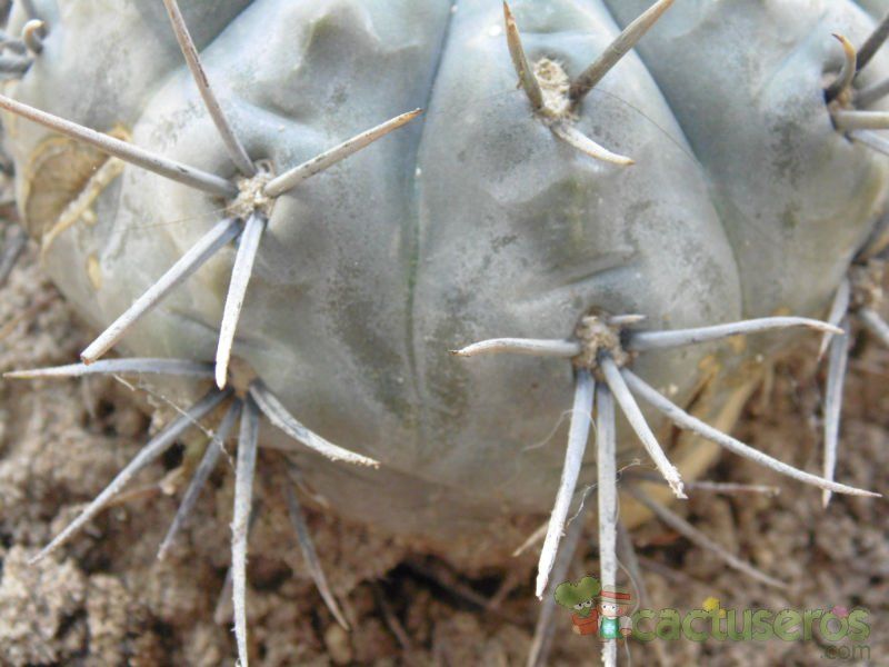 Una foto de Gymnocalycium striglianum