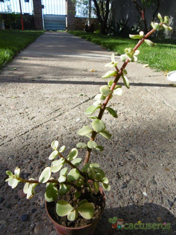Una foto de Portulacaria afra fma. variegada