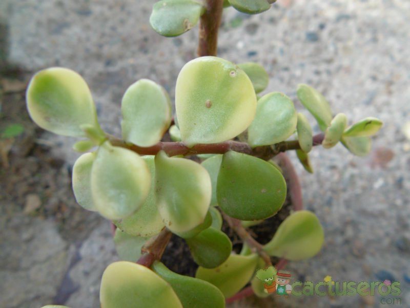 Una foto de Portulacaria afra fma. variegada