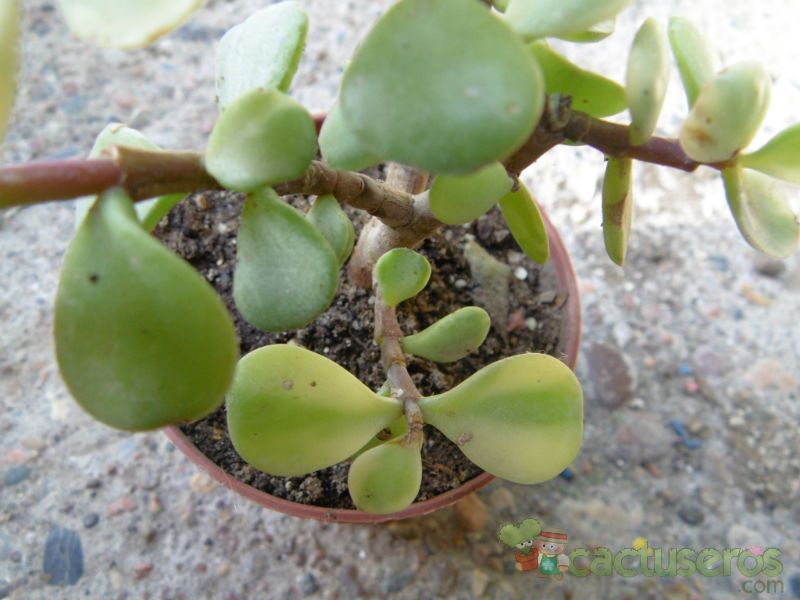 Una foto de Portulacaria afra fma. variegada