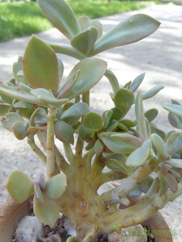A photo of Graptoveria cv. Fred Ives (Graptopetalum paraguayense x Echeveria gibbiflora) (HIBRIDO) fma. crestada